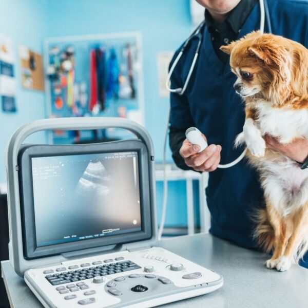 Pet health insurance